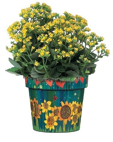 Blooming Plant Design size, inches height and inches wide.