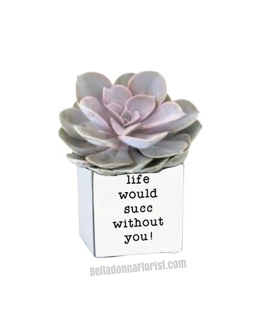 With Succulent size, inches height and inches wide.