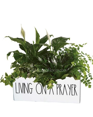 With Green Plants size, inches height and inches wide.