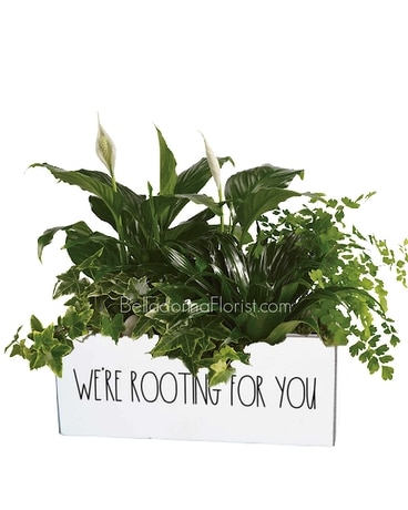 With Green Plants size, inches height and inches wide.