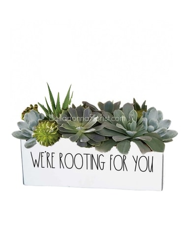 With Succulent Plants size, inches height and inches wide.