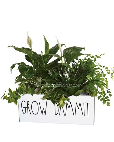 With Green Plants size, inches height and inches wide.