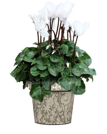 Blooming Plant size, inches height and inches wide.