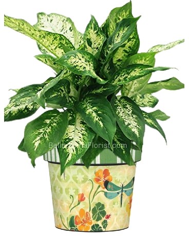 Green Plant Art Pot size, inches height and inches wide.