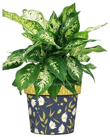 Green Plant Design size, inches height and inches wide.