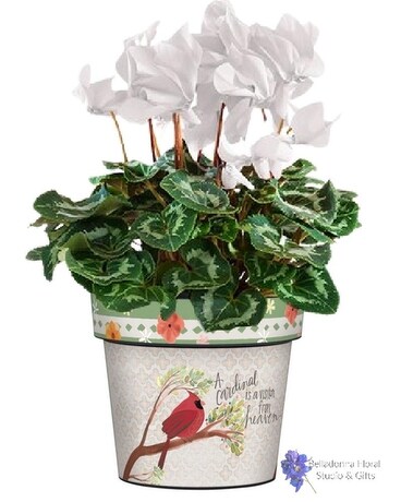 Blooming Plant in Art Pot size, inches height and inches wide.