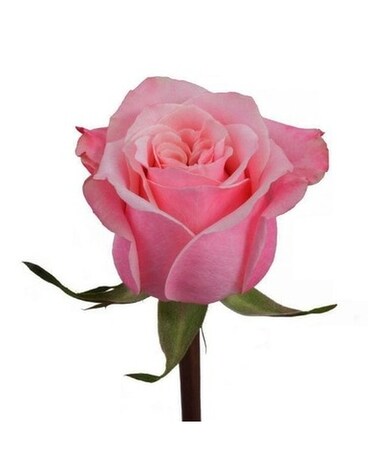 Dozen Pink Roses Hand Tied size, inches height and inches wide.