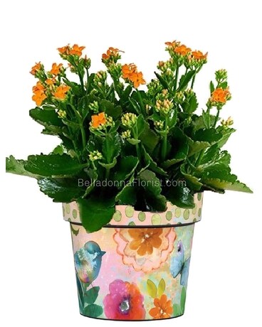 Designed with Blooming Plant size, inches height and inches wide.