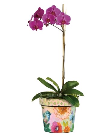 Designed with Orchid size, inches height and inches wide.