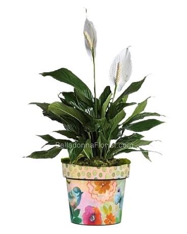 As Shown size, inches height and inches wide.