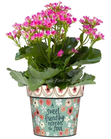 Art Pot with Blooming Plant size, inches height and inches wide.
