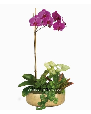 Orchid Planter size, inches height and inches wide.