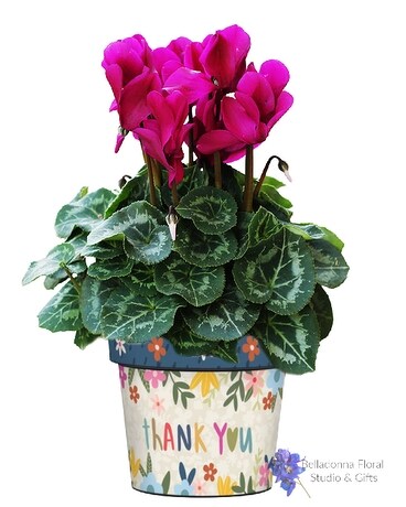 Blooming Plant in Art Pot size, inches height and inches wide.
