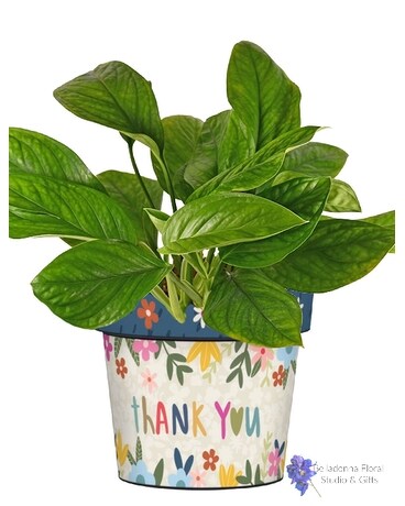 Green Plant in Art Pot size, inches height and inches wide.