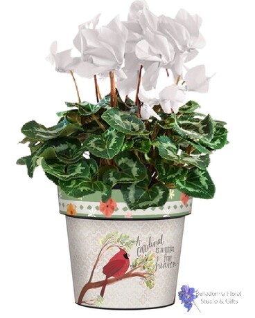 Blooming Plant in Art Pot size, inches height and inches wide.