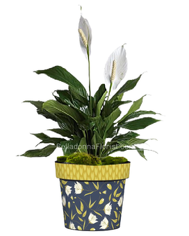 Green Plant Design size, inches height and inches wide.