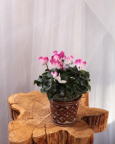 Petite Cyclamen size, inches height and inches wide.
