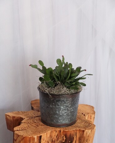 6" Spring Cactus size, inches height and inches wide.