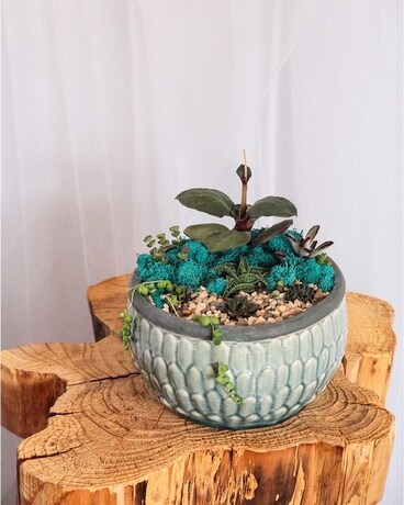 Seaside Succulents size, inches height and inches wide.