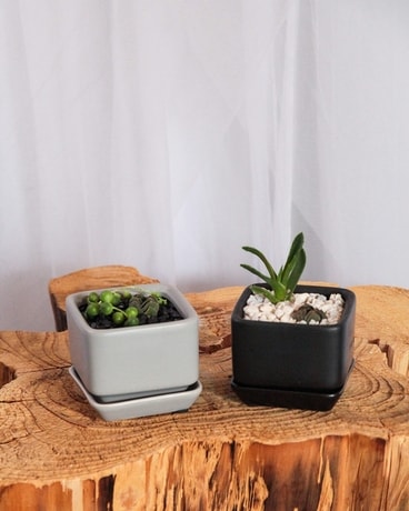 Pocket Sized Succulent Garden Options: size, inches height and inches wide.