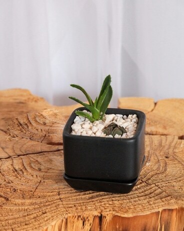Black Succulent Garden size, inches height and inches wide.