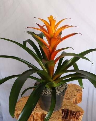 Guzmania Bromeliad size, inches height and inches wide.