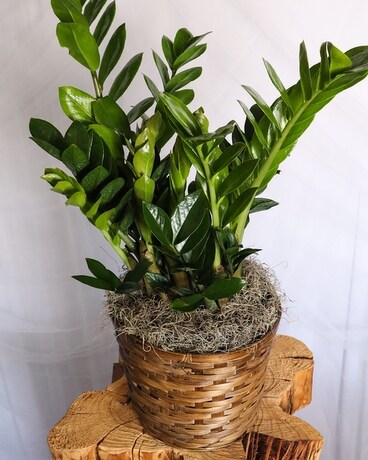 ZZ Plant Deluxe size, inches height and inches wide.