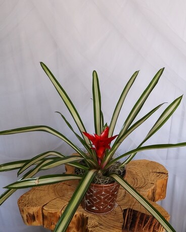 Small Bromeliad size, inches height and inches wide.