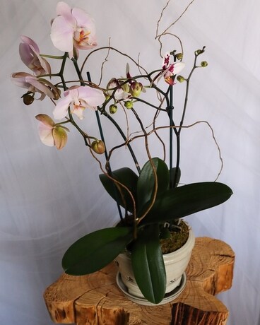 Ornate Orchid size, inches height and inches wide.