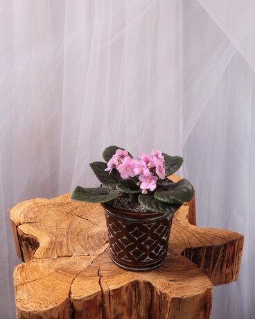 Petite African Violet size, inches height and inches wide.