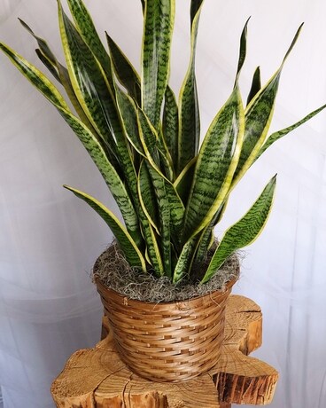 Snake Plant Deluxe size, inches height and inches wide.