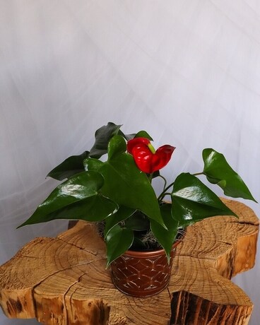 4" Anthurium size, inches height and inches wide.