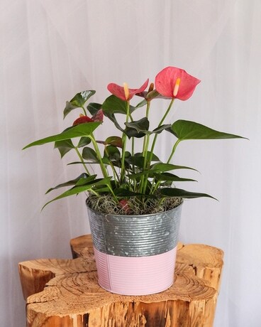 6" Anthurium size, inches height and inches wide.