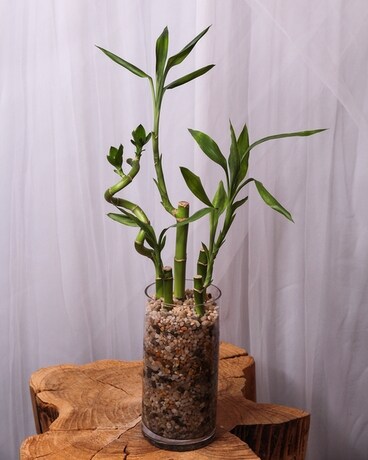 Standard size, inches height and inches wide.