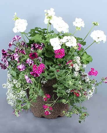 Standard size, 12 inches height and 15 inches wide.
