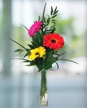 Deluxe-5 size, inches height and inches wide.