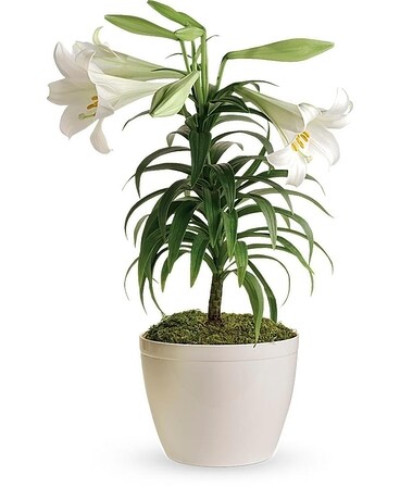 Easter Lily Plant