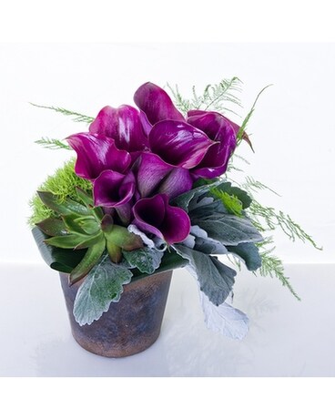 Amended-White Callas size, inches height and inches wide.