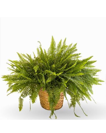 As Shown size, inches height and inches wide.