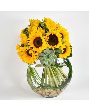 Premium- Larger Container-Image Coming Soon! size, inches height and inches wide.