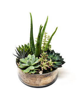 As Shown size, inches height and inches wide.
