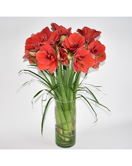 Amended-Red size, inches height and inches wide.