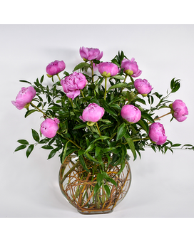 Standard-12 Pink size, inches height and inches wide.