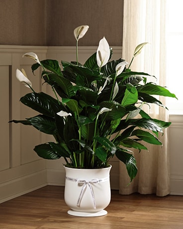 Comfort Planter (6") size, inches height and inches wide.
