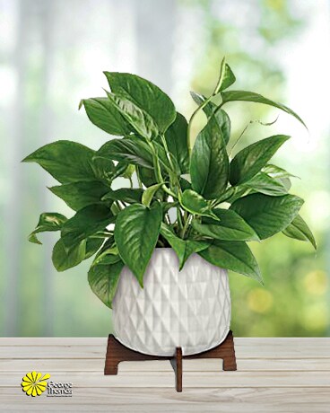 Simply Sweet size, inches height and inches wide.