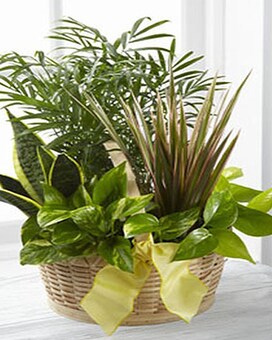 Full & Lush size, inches height and inches wide.
