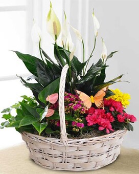 Bountiful Blooms size, inches height and inches wide.