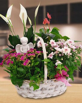 Simply Sweet size, inches height and inches wide.