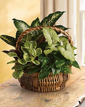 Full & Lush size, inches height and inches wide.