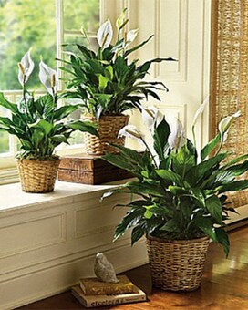 10 Inch Pot size, inches height and inches wide.